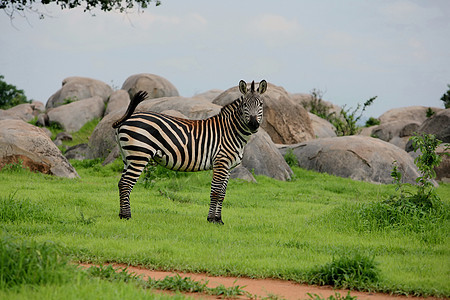 非洲热带草原野生动物照片 博茨瓦纳哺乳动物黑色大草原国家公园白色毛皮马赛条纹荒野图片