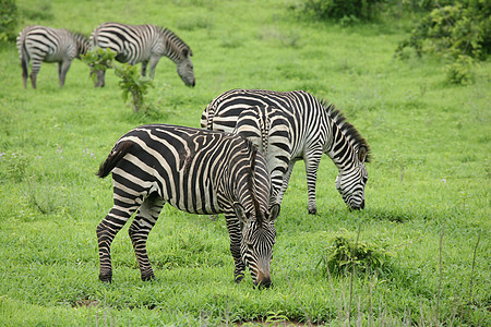 非洲热带草原野生动物照片 博茨瓦纳马赛白色大草原公园国家哺乳动物地标毛皮黑色荒野图片