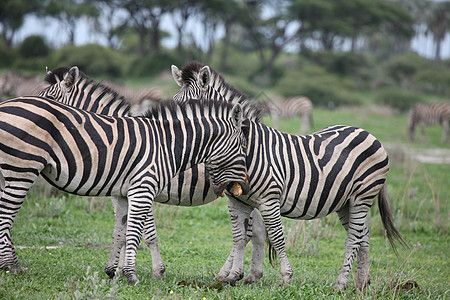 非洲热带草原野生动物照片 博茨瓦纳马赛白色地标大草原国家毛皮公园黑色条纹哺乳动物图片