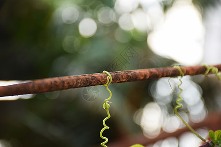 在钢铁上闭合葡萄藤 自然和人造的叶子花园金属天空木头爬行者蓝色活力生长丛林图片