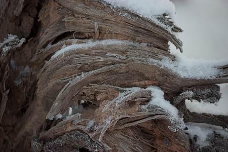 覆盖积雪的木木图片