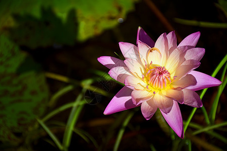 粉色莲花蓝色花瓣花朵植物热带反射花园卫生药品池塘图片