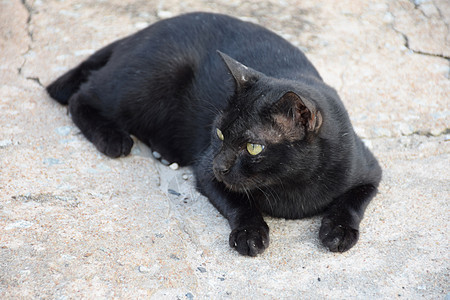 黑泰猫 黄眼睛眼睛猫科毛皮哺乳动物动物白色头发孤独黄色绿色图片