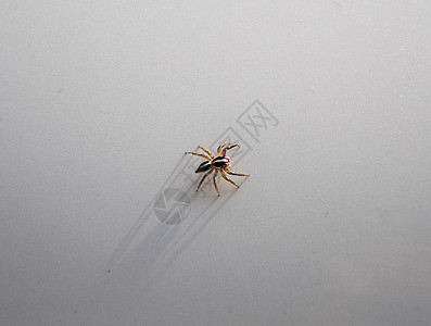 在白色背景上闭紧蜘蛛照片跳跃野生动物漏洞动物棕色宏观黑色昆虫眼睛图片