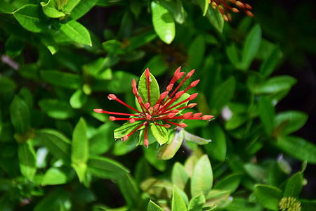 红宝石花叶子花园粉色园艺植物绿色公园橙子图片