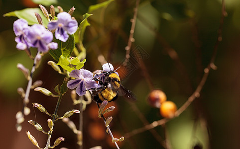 轰炸西南部传粉者蜜蜂花园花粉黄色黑色昆虫图片