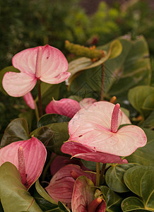 粉色花绿色热带花园植物图片