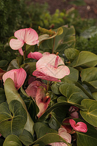 粉色花花园植物热带绿色图片