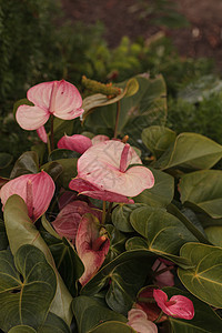 粉色花花园热带绿色植物图片