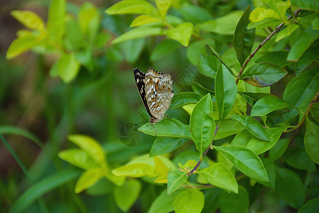紧贴蝴蝶在花朵上橙子绿色植物白色黑色漏洞自然昆虫动物花园图片