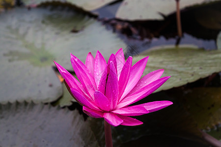 粉红莲花在池塘上盛开水池文化植物佛教徒百合热带公园草本植物旅行镜子图片