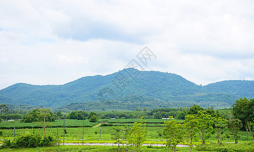 泰国的风景和山岳食物生态树木叶子麦田农业环境地面热带土地图片