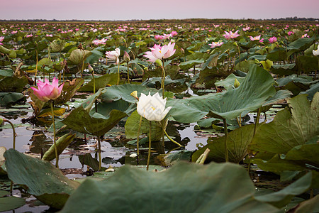泰国Udonthani的红莲湖泰国不见热带花瓣天堂软垫水池植物群地标异国公园场地图片