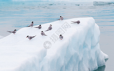 Jokulsarlon的鸟人 冰岛的一个大冰川湖环境旅行海景野生动物地形蓝色燕鸥冰山船尾风景图片