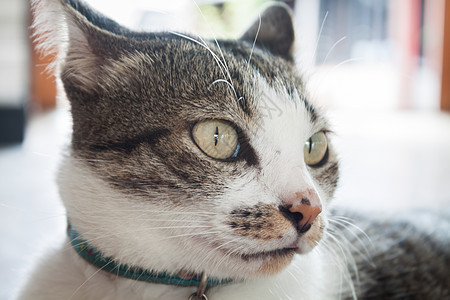 近距离剪贴猫的肖像眼睛幸福毛皮猫科动物动物虎斑条纹相机哺乳动物宠物图片