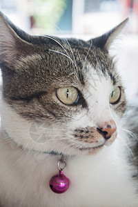 近距离剪贴猫的肖像条纹虎斑宠物眼睛动物小猫毛皮相机猫咪猫科动物图片