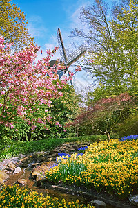 荷兰的春春花床风车乡村地区繁荣园林田园花期风光水仙图片