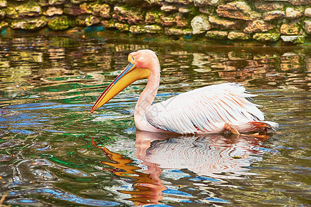 Pelican在池塘上账单羽毛脖子水鸟鸟类粉色野生动物动物群图片