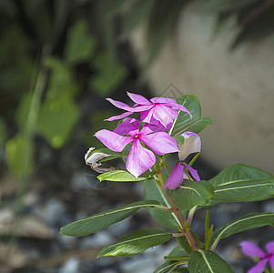 紫色凯萨兰特胡斯玫瑰花 粉红野花粉色季节白色蓝色叶子植物群植物绿色玫瑰花园图片