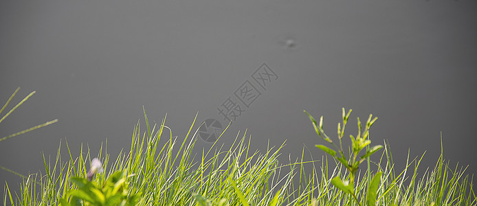 沼泽地前方植物地平线池塘芦苇绿色植物绿色湿地反射蓝色叶子图片