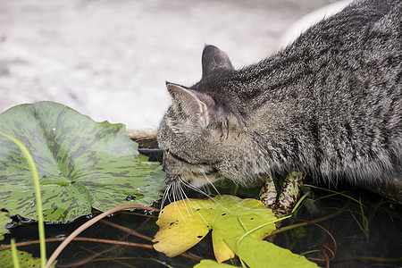 池塘里的可爱猫的饮用水胡须黑色灰色毛皮哺乳动物猫科动物流浪猫咪宠物虎斑图片