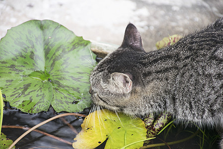 池塘里的可爱猫的饮用水灰色宠物流浪胡须毛皮黑色虎斑哺乳动物动物猫咪图片