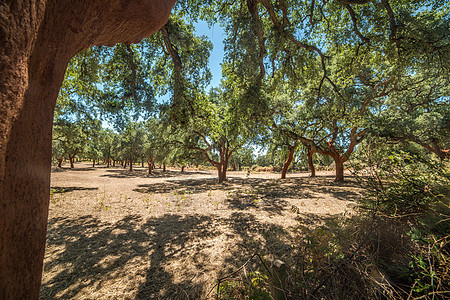 软木树林木头绿色叶子植物乡村树干场地公园场景环境图片