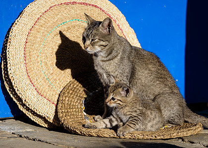 猫妈妈和它的小猫条纹短发铺路猫咪动物灰色配种捕食者成人婴儿图片