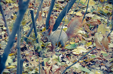 秋天公园的松松鼠头发公园荒野墙纸栖息地哺乳动物眼睛生活尾巴松鼠图片