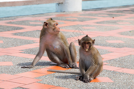 猴子在地板上玩人行道狒狒斗争幸福毛皮丛林猕猴热带哺乳动物头发灵长类图片