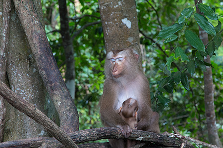 猴子在树枝上游戏幸福世界丛林动物灵长类毛皮尾巴雨林荒野热带图片