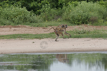 野猴子非洲野外哺乳动物荒野动物猫科动物灵长类热带野生动物黑猩猩气候图片