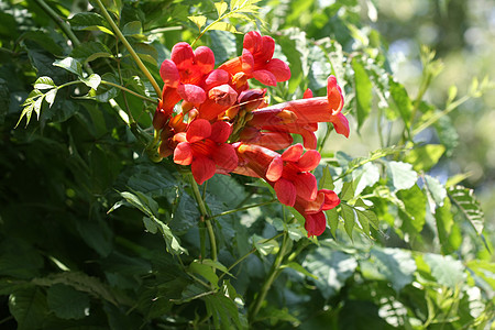 Tecoma 半径卡花朵红色喇叭爬行者花园情调树叶异国植物群藤蔓图片