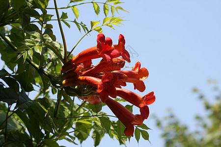 Tecoma 半径卡花朵喇叭树叶爬行者红色情调藤蔓植物群异国花园图片