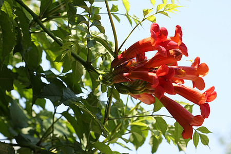 Tecoma 半径卡花朵植物群爬行者花园树叶异国喇叭情调藤蔓红色图片