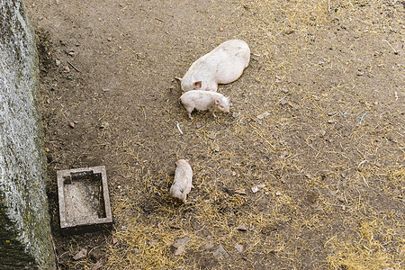 三只猪鼻子团体小猪场地动物猪肉食物家畜猪圈农业图片