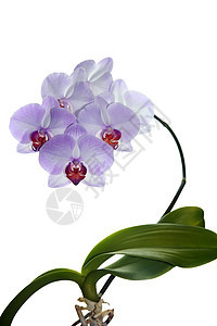 美丽的紫兰花花花瓣植物群紫色植物粉色兰花脆弱性热带框架杂交种图片
