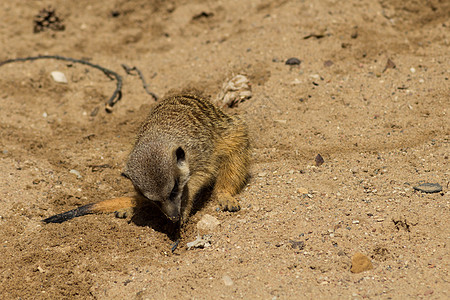 沙沙上的幼虫沙漠跨境家庭国家公园警觉相机母亲鼻子野生动物图片