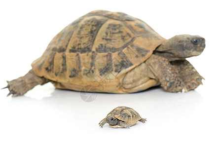 乌龟和小海龟团体婴儿陆龟野生动物工作室爬虫成人宠物动物图片