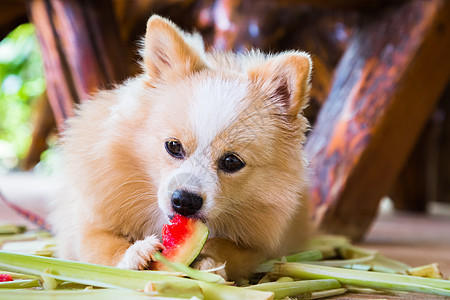 狗吃西瓜小狗耳朵食物棕色哺乳动物朋友宠物水果动物图片