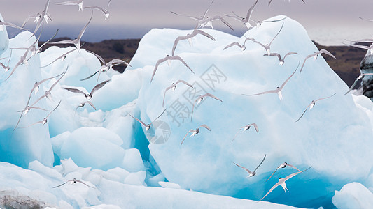 Jokulsarlon的鸟人 冰岛的一个大冰川湖海景燕鸥湖泊船尾荒野环境风景国家蓝色冰山图片