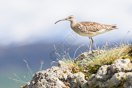 Whimbrel  冰岛食物褐藻涉水野生动物岩石支撑旅行手风琴图片