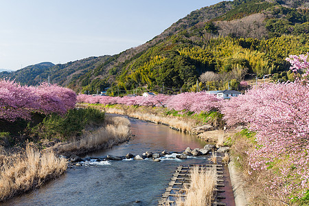 川津市的樱树公园爬坡季节蓝色农村植物池塘植物群村庄天空图片