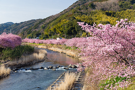 樱桃树和河流公园植物群天空植物荒野风景花园池塘阳光植物学图片