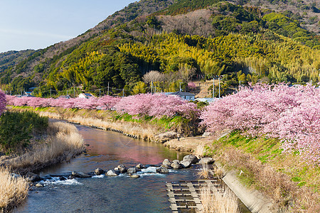 日本的樱花蓝色花瓣植物学农村柔软度果园城市季节植物群村庄图片