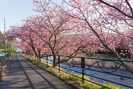川津的樱花花树图片