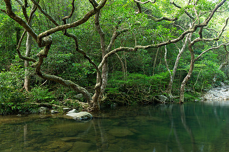 森林湖的美丽风景池塘叶子植物季节阳光蓝色场景丛林天空旅行图片