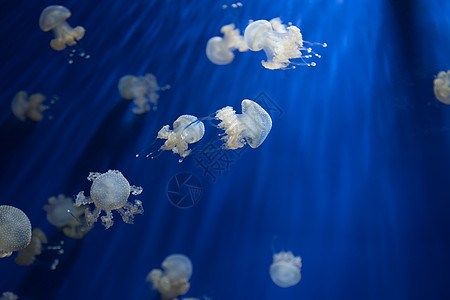 美杜莎水母水下潜水照片埃及红色 se生活游泳蓝色野生动物热带物质水族馆生物学珊瑚海蜇图片