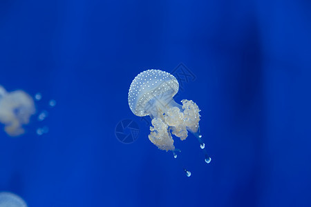 美杜莎水母水下潜水照片埃及红色 se热带气候珊瑚海蜇游泳生活触手生物学野生动物水族馆图片