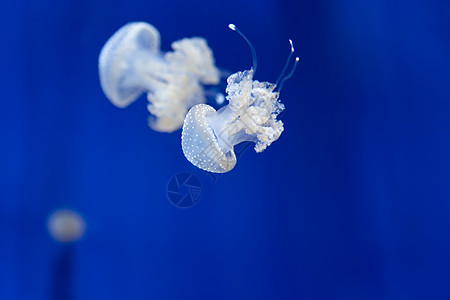 美杜莎水母水下潜水照片埃及红色 se野生动物热带海蜇游泳气候珊瑚水族馆生物学触手蓝色图片